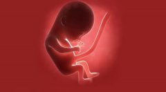 重庆安琪儿妇产医院专家提醒：胎宝宝大脑发育的3个关键期，孕早期吃这些食